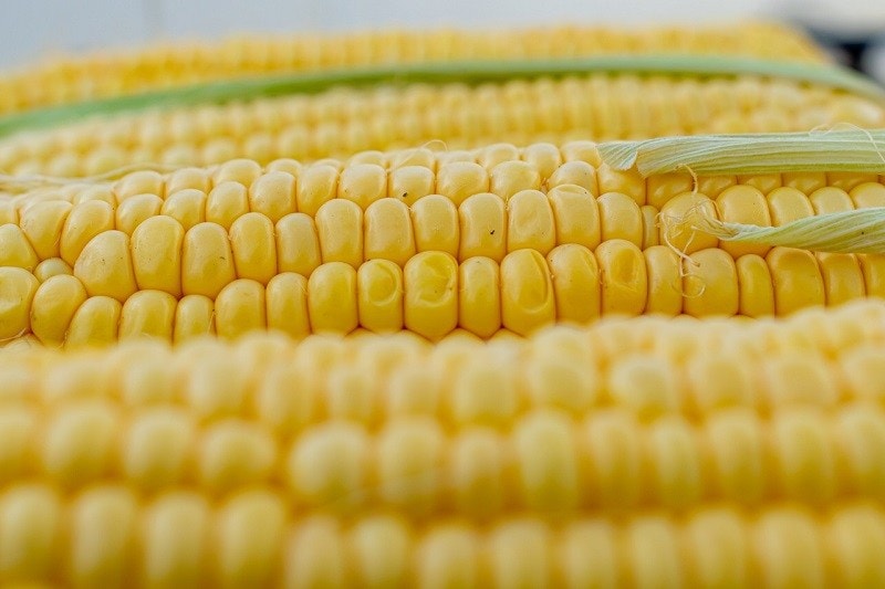 corn close up