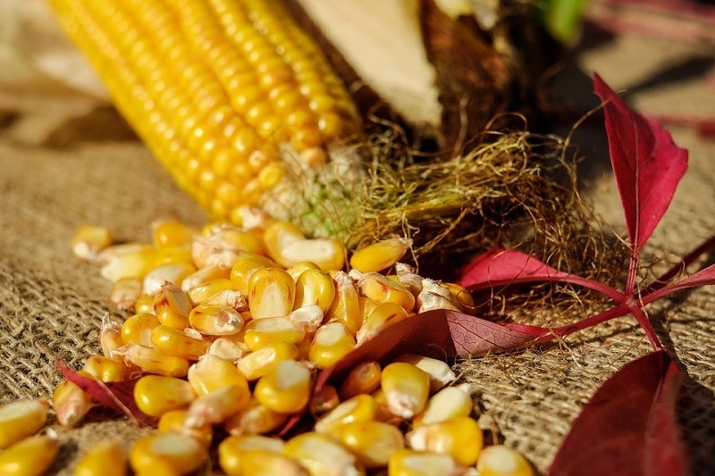corn kernels