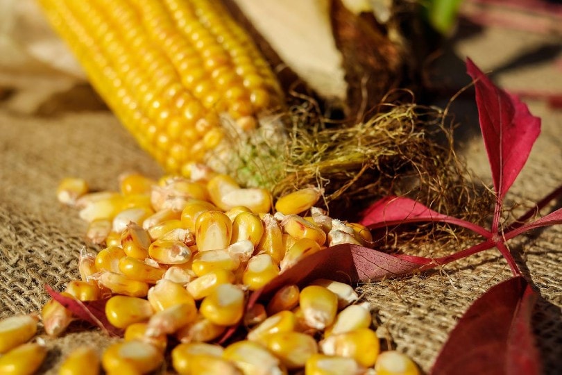 corn kernels