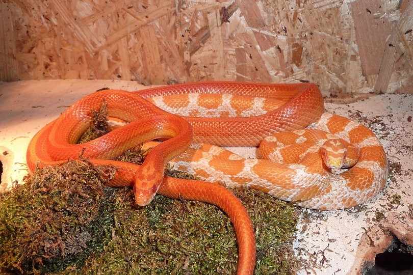 corn snakes