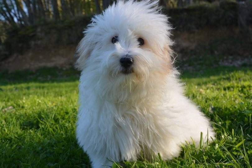 cotton de tulear_JacLou DL_Pixabay