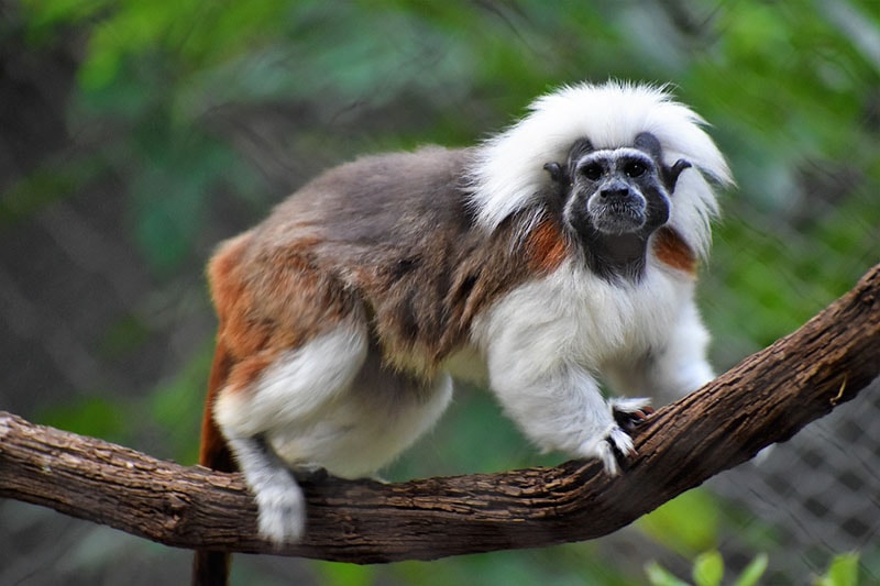 cotton top tamarin monkey