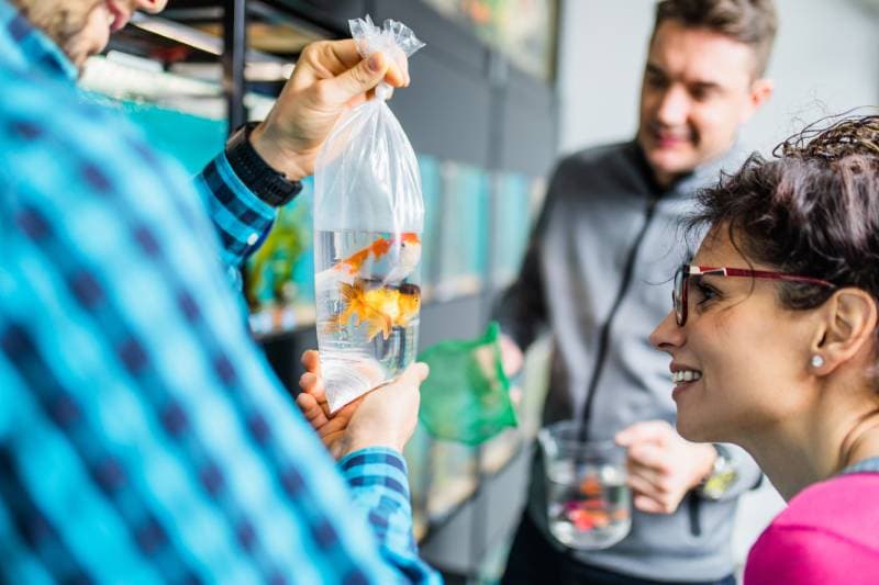 couple buying pet fishes in pet shop