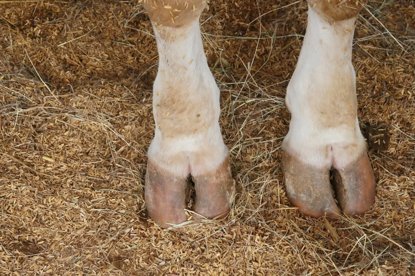 cow hooves_aodaodaodaod_Shutterstock