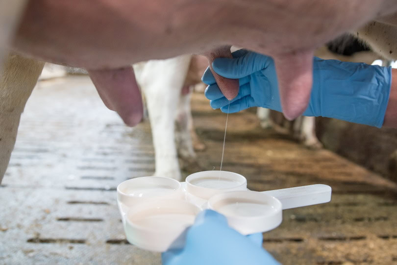 cow's milk