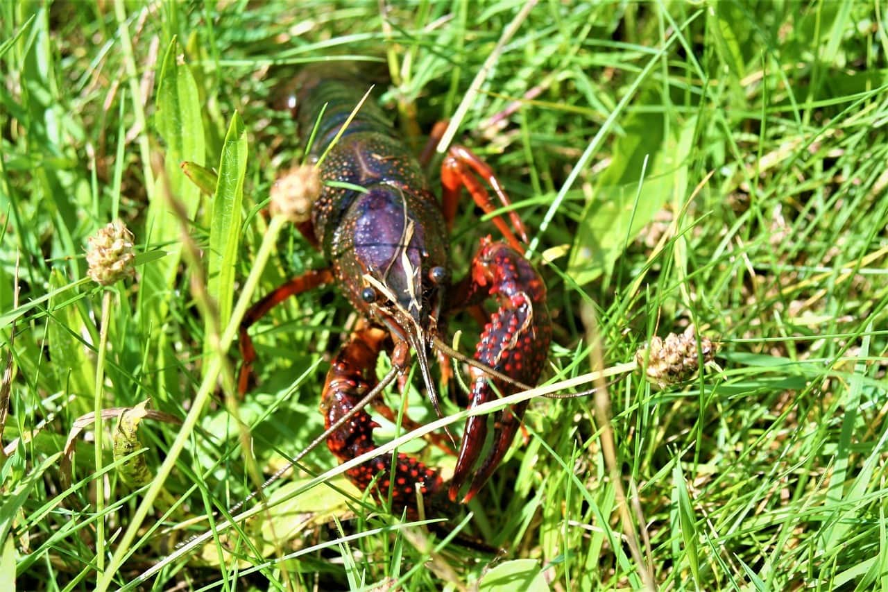 crayfish on the grass