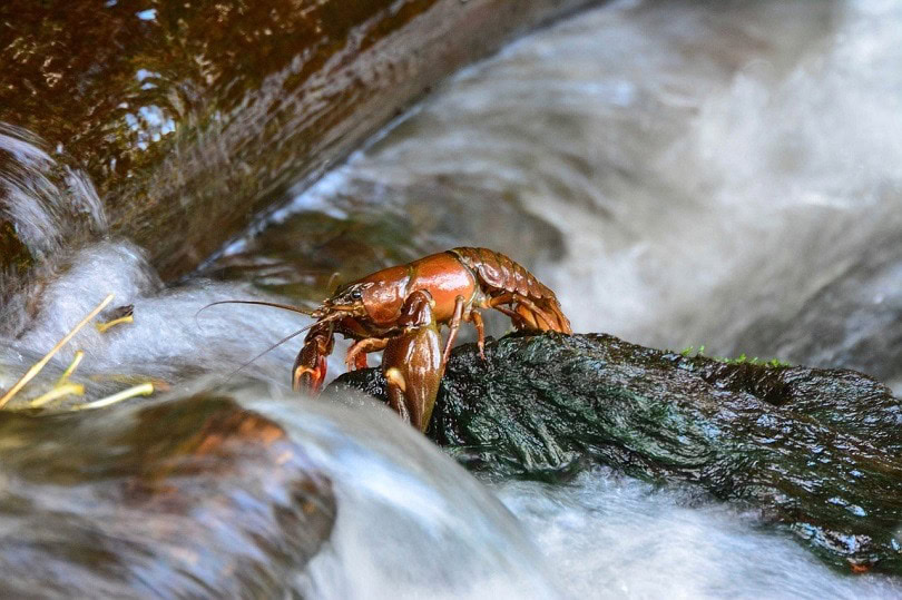 crayfish-pixabay