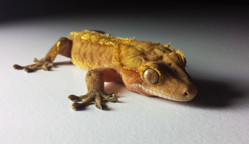 crested gecko