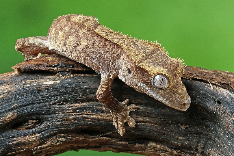crested gecko crawling on a tree branch