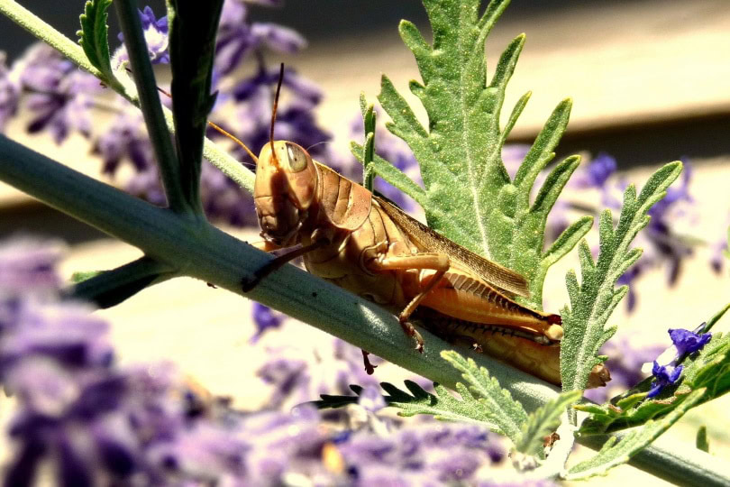 cricket_Del Green_Pixabay
