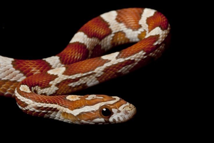 crimson corn snake