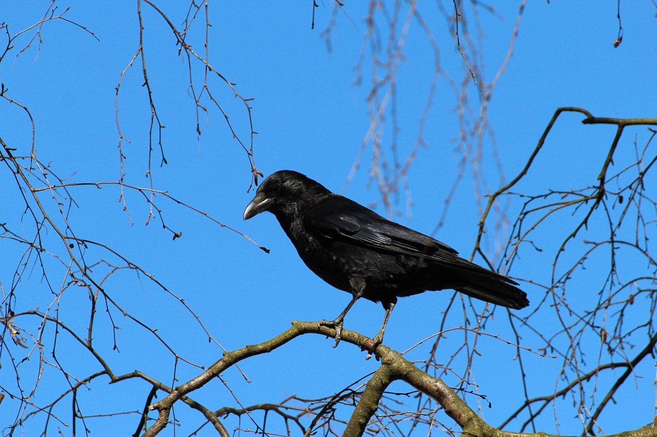 crow in the tree