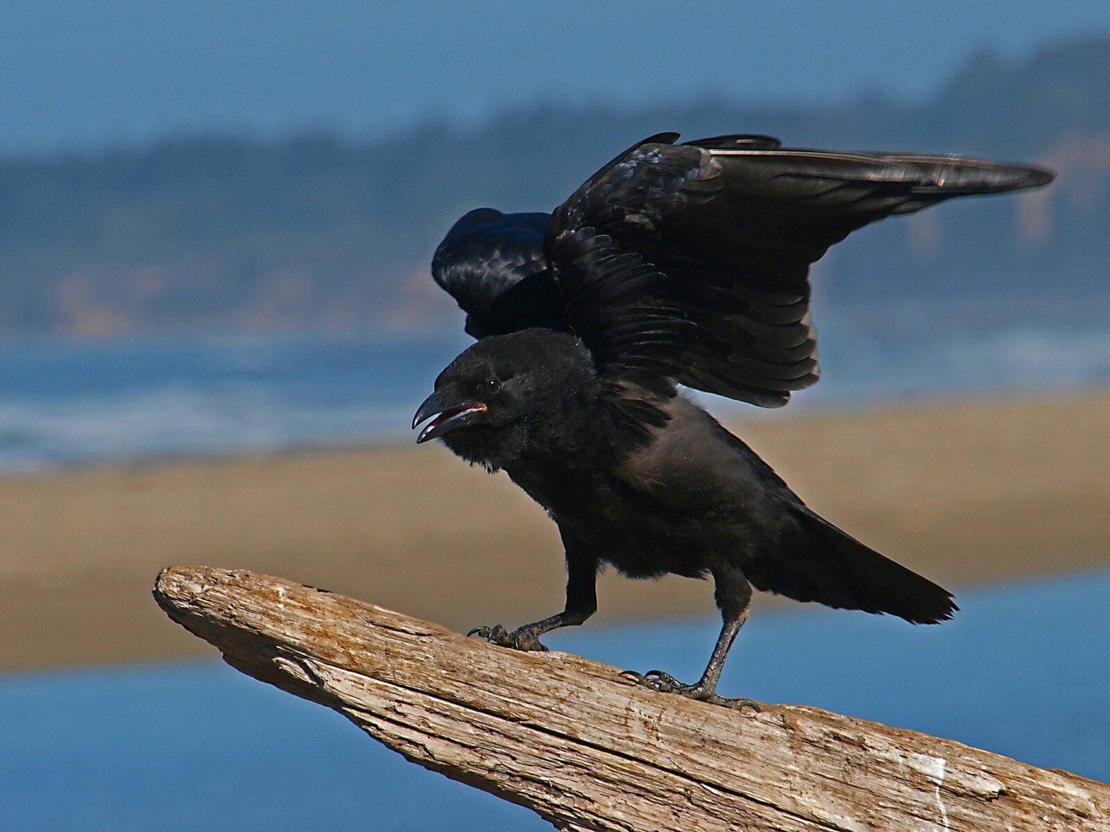 crow in the wild