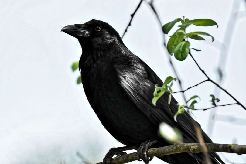 crow in tree_Alexas_Fotos_Pixabay