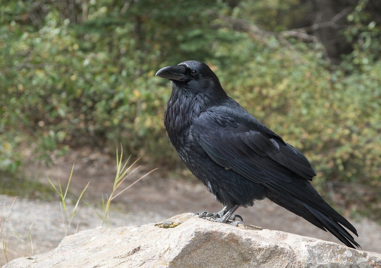 crow outdoors