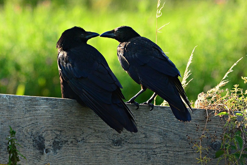 crows on fence