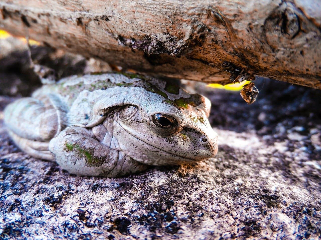 cuban tree frog