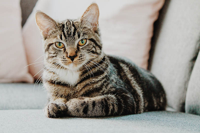 curious cat on a couch