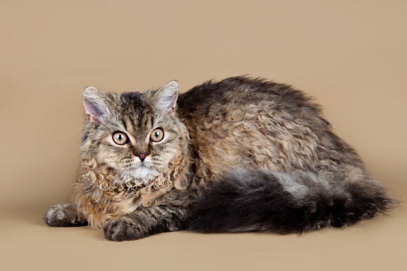 curly-haired selkirk rex cat