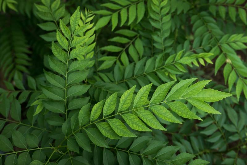 curry leaf plant