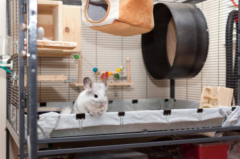 cute chinchilla playing around in the cage
