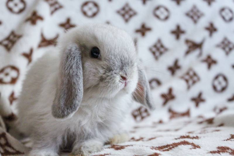 cute frosty holland rabbit