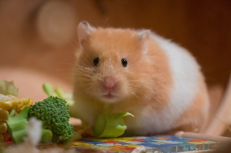 cute hamster eating