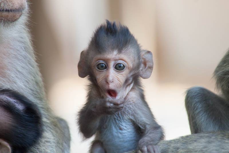cute monkey in a natural forest