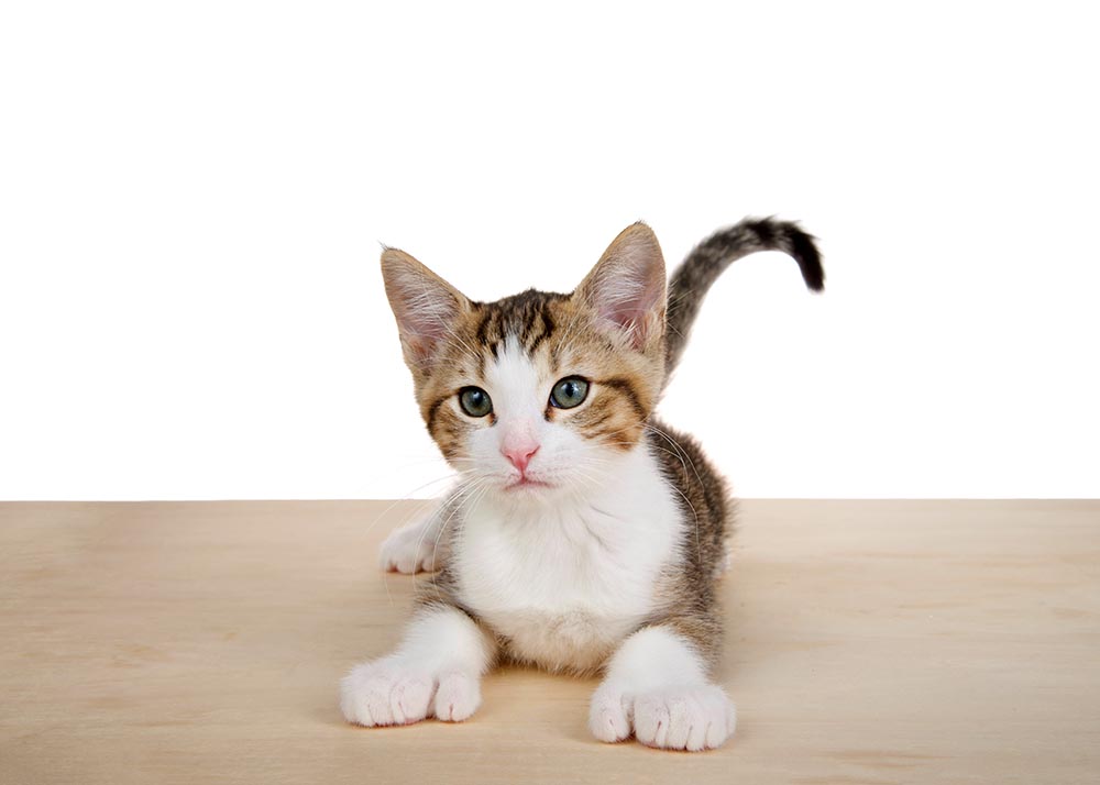 cute polydactyl kitten