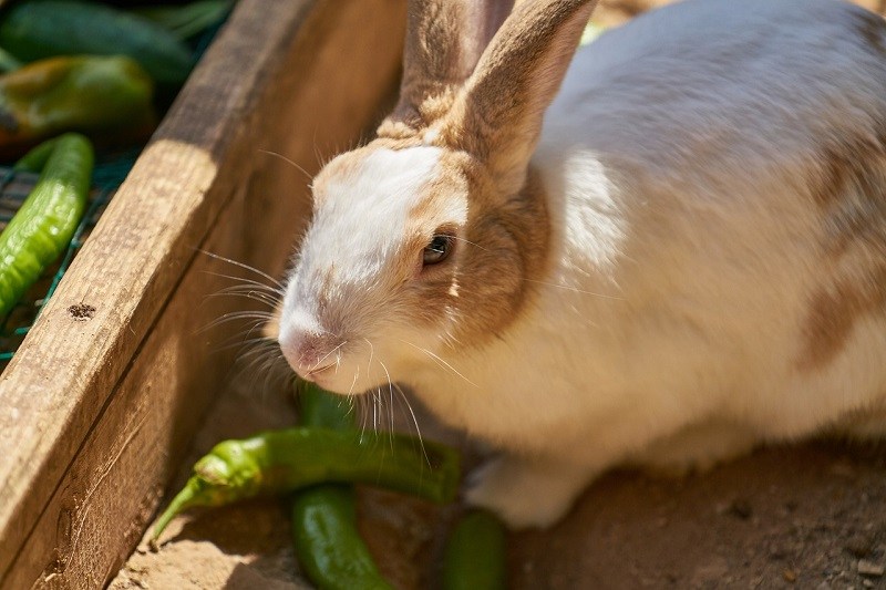 cute rabbit