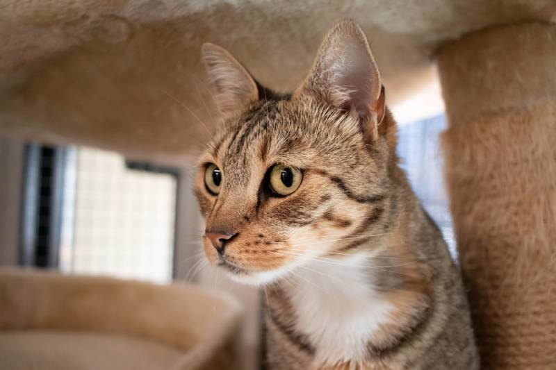 cute tabby rescue cat in an animal shelter waiting to be adopted