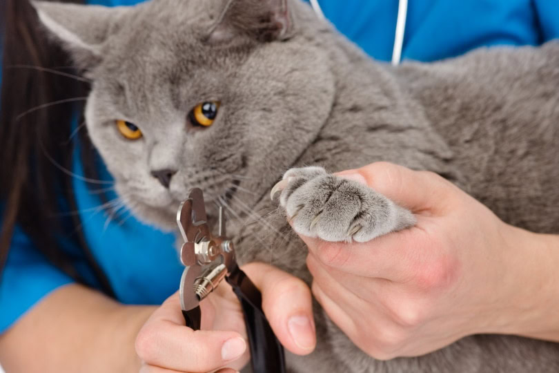 cutting cat nails