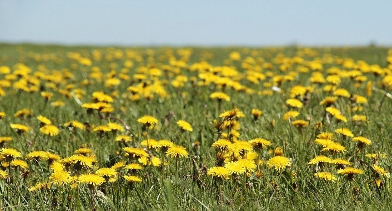 dadelion flowers in the field