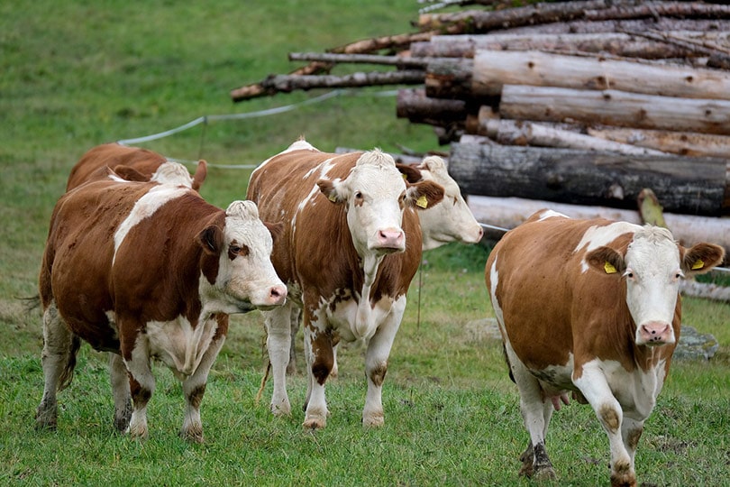 dairy cow standing on grass