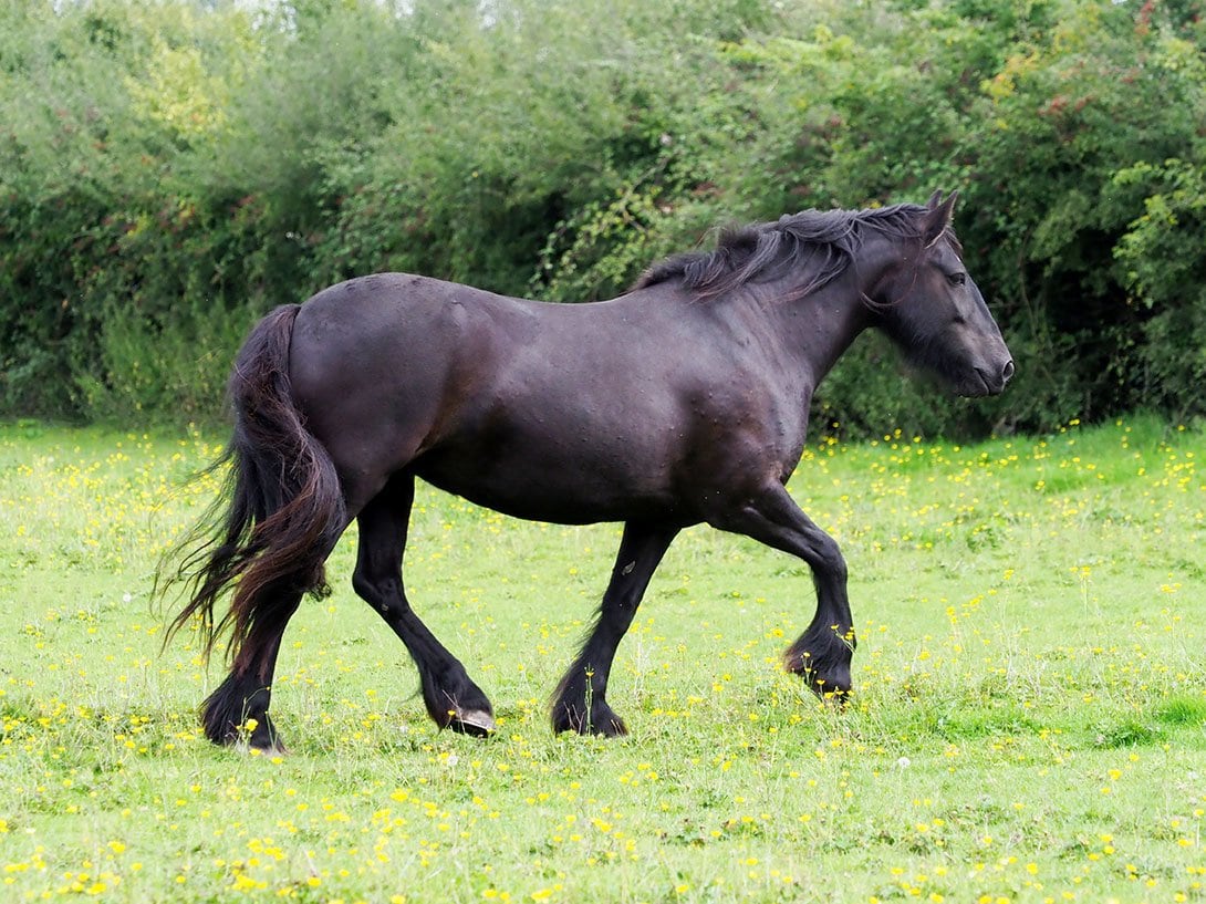 dales pony