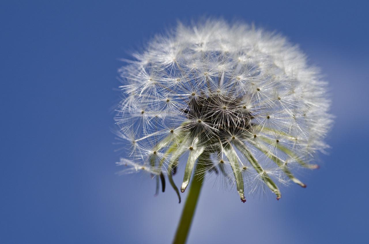 Dandelion