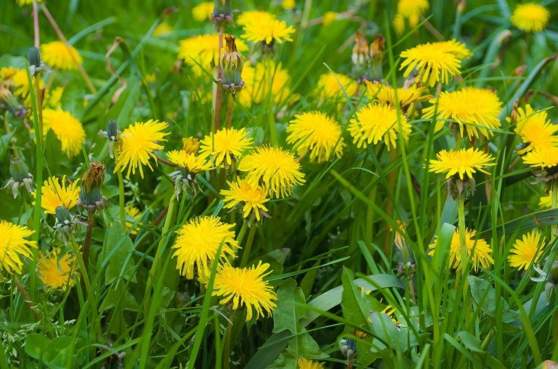 dandelion_Leif Hellmann_pixy.org