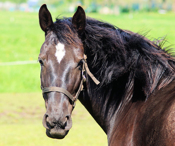 dark brown horse