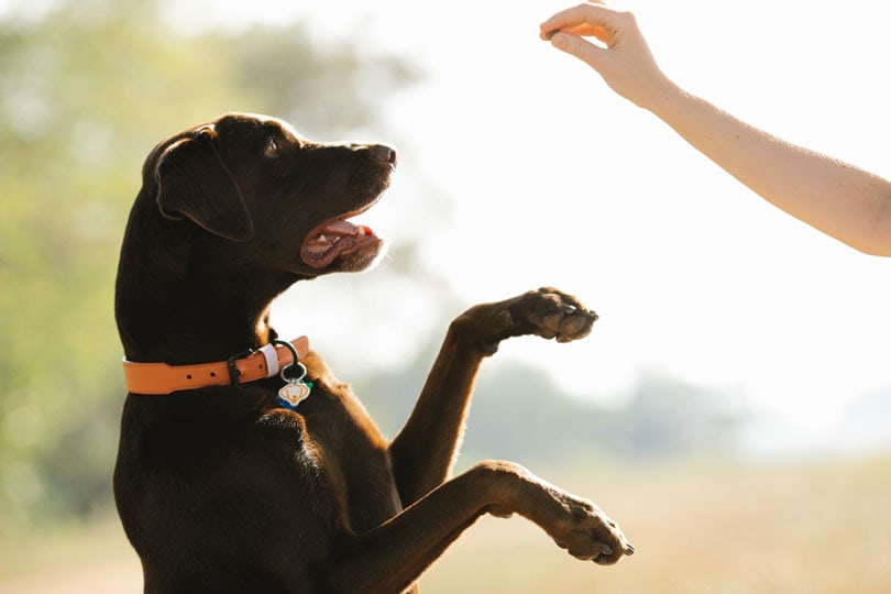 dark brown labrador getting treats