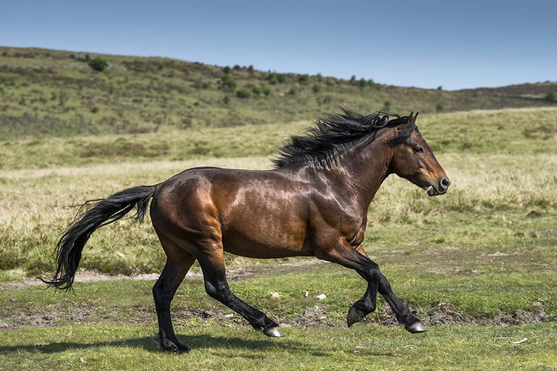 Dartmoor Pony running