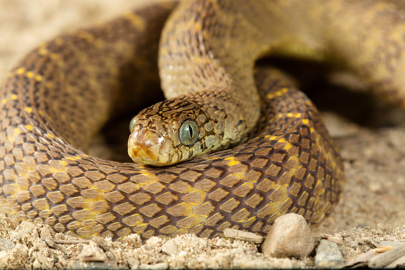 dasypeltis