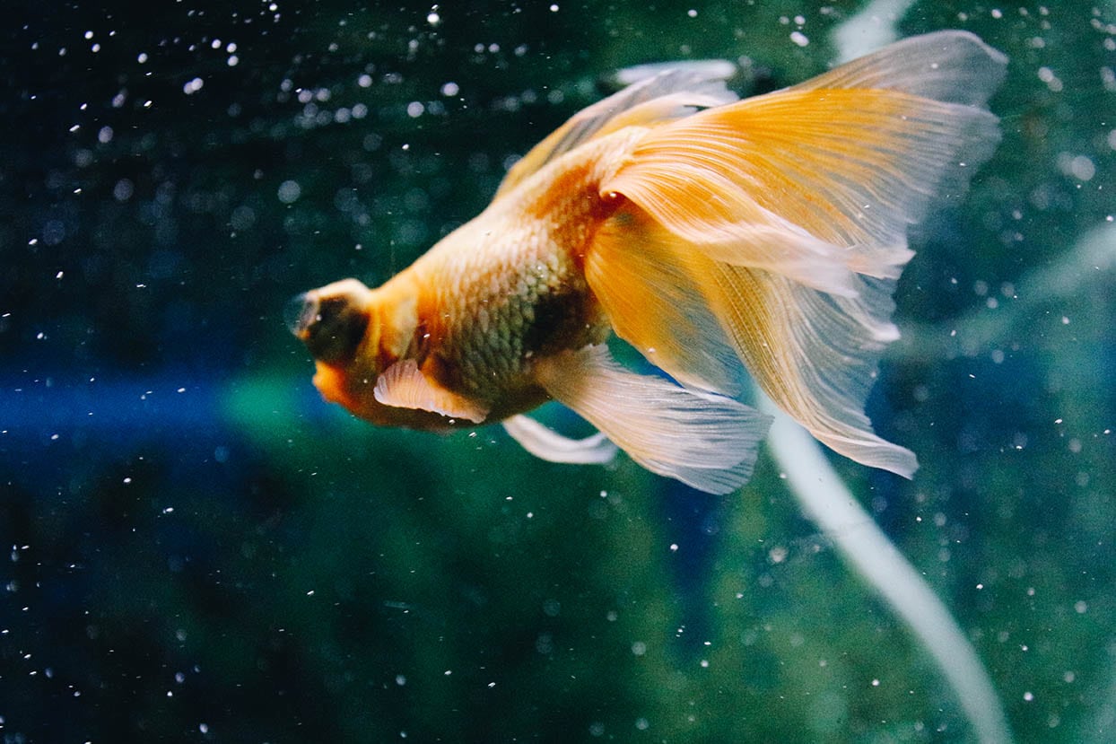 dead fish