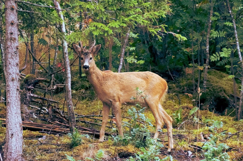 deer_Free-Photos_Pixabay
