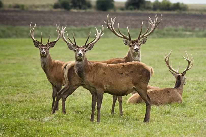 deer_Martina Janochová_Pixabay