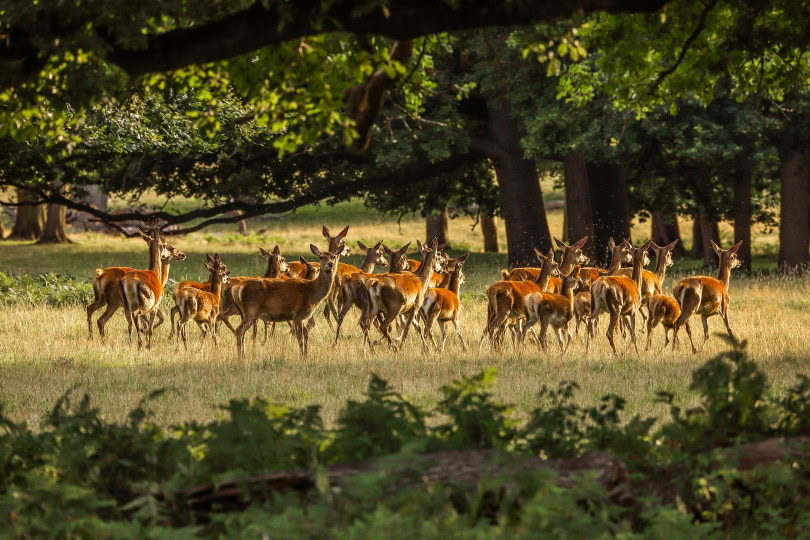 deer_Roman Grac_Pixabay
