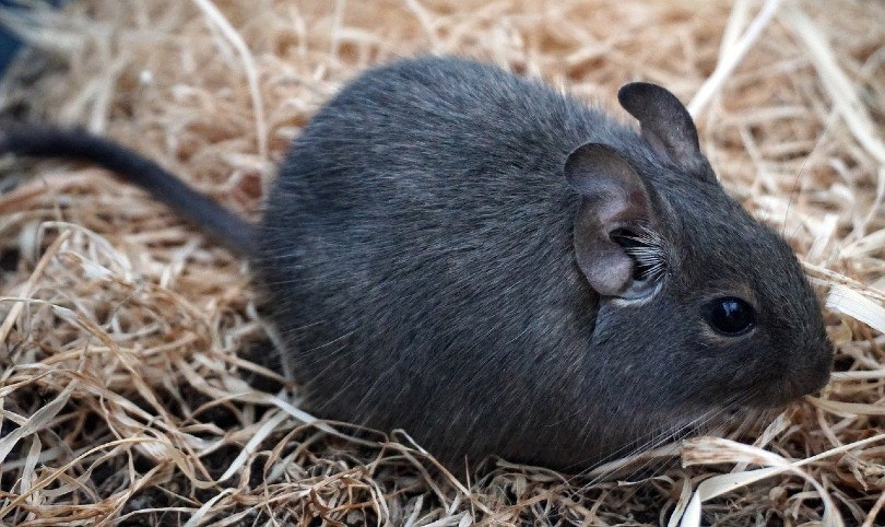 degu
