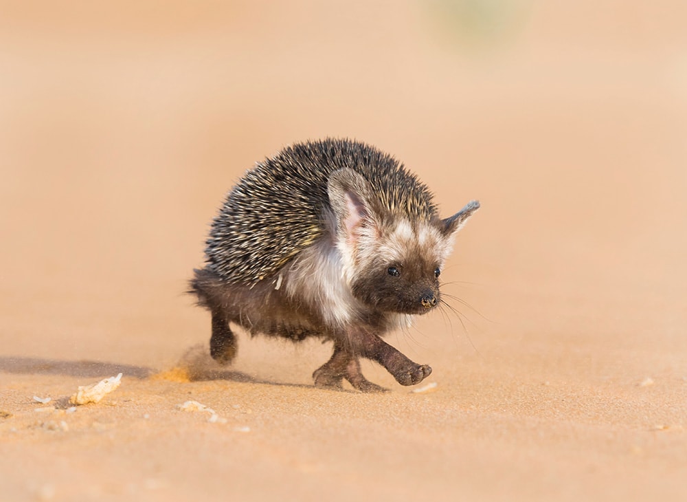 Desert hedgehog in the sand