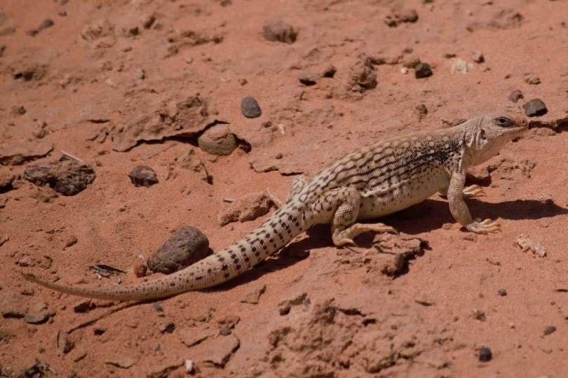 desert iguana crawling on sand
