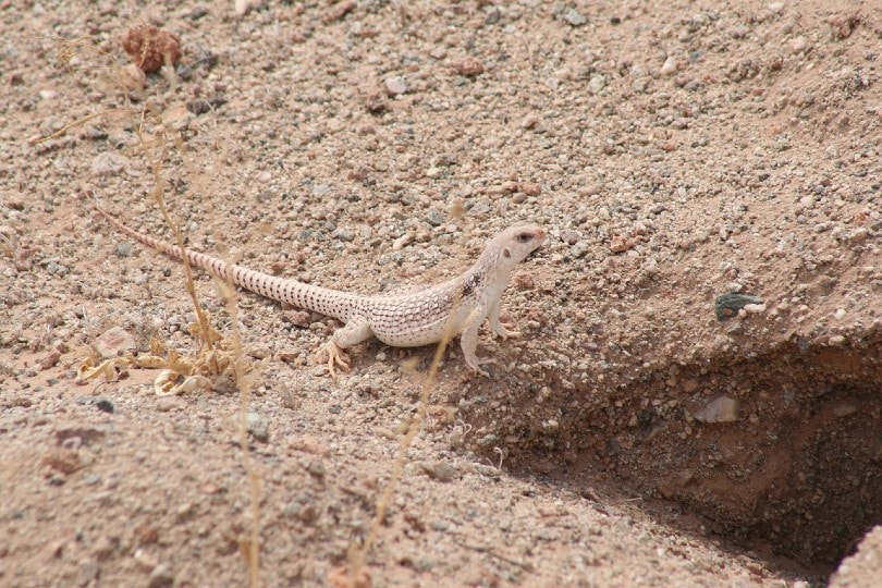 desert iguana in the wild