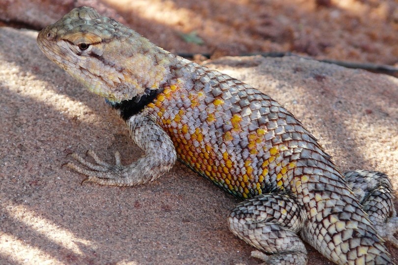 desert iguana on rock